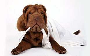 adult red Chinese shar pei
